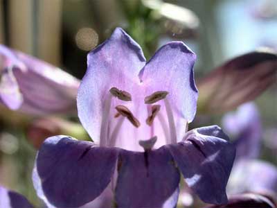 Flower-Face.jpg